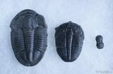 Wheeler Collection - Elrathia, Asaphiscus & Peronopsis #3020-1